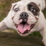 Hund empfiehlt Verkaufstraining für neue Verkäufer